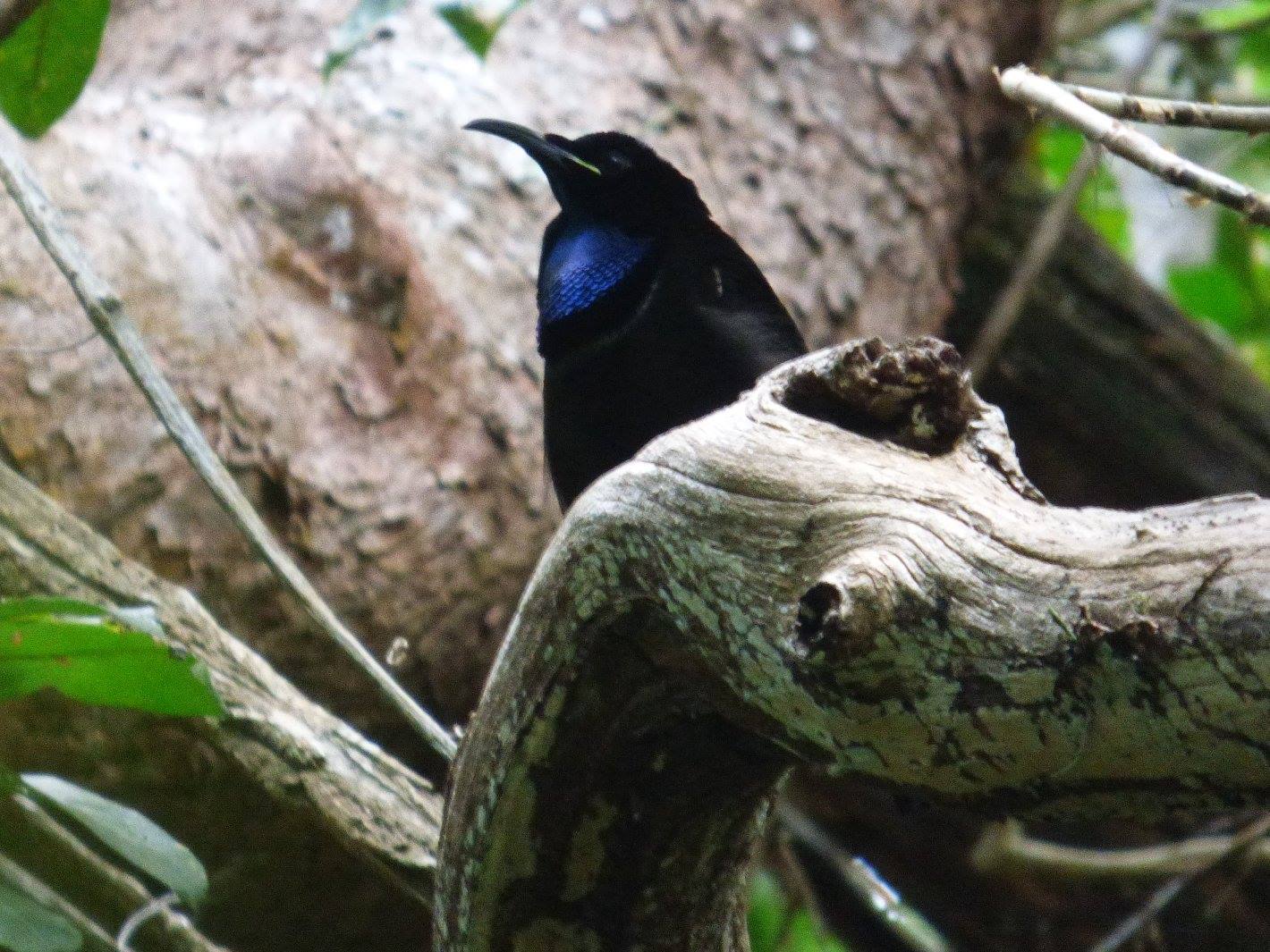 Eastern Indonesia: The Red and Wilson’s Birds of Paradise – Peace ...